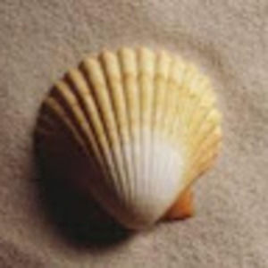 Meet your Posher, Marcella